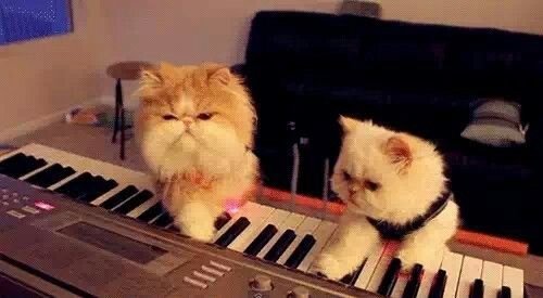 Two cats playing keyboard